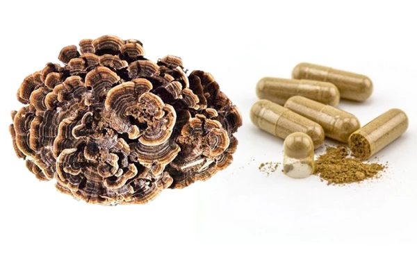 Turkey Tail Powder Turkey Tail Powder