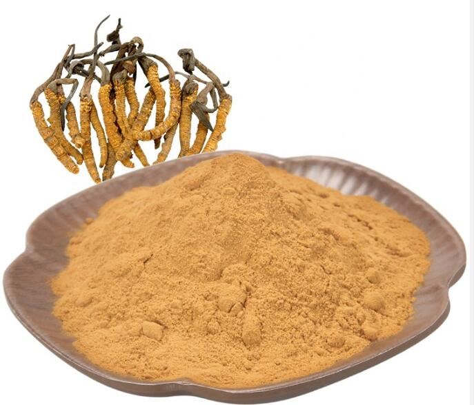 Cordyceps Pulbere