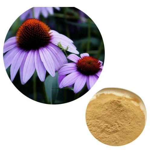 Cât de mult echinacea ar trebui să iau pentru o răceală?