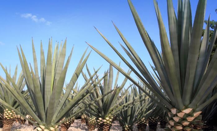 Agave Inulin vs Chicory Inulin