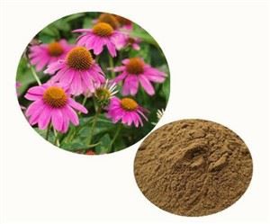 Pulbere coneflower