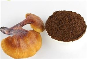 Reishi ciuperci Pulbere vrac